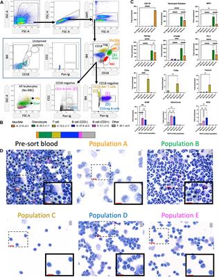 Identification of the Adult Hematopoietic Liver as the Primary Reservoir for the Recruitment of Pro-regenerative Macrophages Required for Salamander Limb Regeneration